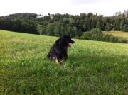 mein Kogel